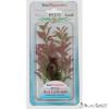 Tetra mnvny M Red Ludwigia 2