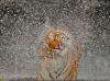Frdz tigris lett 2012 legjobb kpe