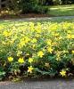 rkzld orbncf Hypericum calycinum