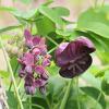 Akebia trifoliata hromlevel folyondrkkhvely mag