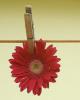Virg gerbera nvny