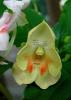 Orchidea virg nvny