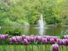 Holland tulipnok s szkkt