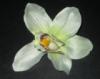 Mvirg virgfej ORCHIDEA FEJ FEJ TM 1142800