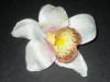 Mvirg virgfej ORCHIDEA FEJ FEJ TM 1142801