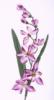 Mvirg ORCHIDEA 6 VIRGOS 62 CM LILA 1400655