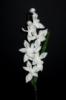 Mvirg ORCHIDEA 6 VIRGOS 62 CM FEH 1400653