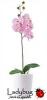 Orchidea mvirg fehr kaspban rzsaszn virgokkal DV72
