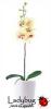 Orchidea mvirg fehr kaspban srgs virgokkal DV119