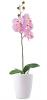Orchidea mvirg fehr kaspban rzsaszn virgokkal lers