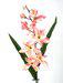ORCHIDEA 6 VIRGOS 62 CM RZSASZN