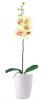 Orchidea mvirg fehr kaspban srgs virgokkal lers