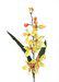 ORCHIDEA 6 VIRGOS 62 CM SRGA