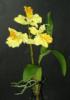 Mvirg ORCHIDEA GYKR 3 FEJES 38 C 1378805