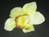 Mvirg virgfej ORCHIDEA FEJ FEJ TM 1142799