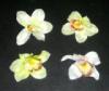 Mvirg virgfej ORCHIDEA FEJ FEJ TM 1142565