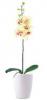 Orchidea mvirg fehr kaspban srgs virgokkal Orchidea mvirg fehr kaspban srgs virgokkal