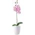Orchidea mvirg , fehr kaspban, rzsaszn virgokkal