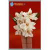 Orchidea Mvirg 40 cm