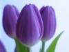 Tulipn lila