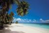 Maldives ris poszter