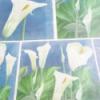 Kla dekupzs papr 50 x 70 cm Papr Decoupage papr Decoupage szalvtatechnika Esprimo dekupzs papr Knnyen kezelhet nehezen gyrdik s szakad ajnljuk hozz a fnyes lakk Alkotk boltja