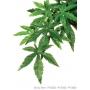 EXO TERRA mnvny PT3032 abuliton small selyem sokg