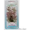 Tetra mnvny S Red Ludwigia 1