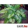 Chamaedorea elegans plma mag plmamag