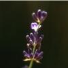 Deva levendula spray 10ml