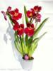 Mh kertszet rvcska orchidea Miltonia
