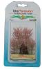 Eltri mnvny akvriumba tetra Red foxtail 1A mret 5 cm