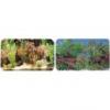 Poszter akvrium WOODS AND