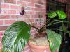 Tacca palmatum Fekete denevrvirg mag