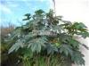 Hirdetsek Ricinus mag elad Dsznvny