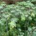 RICINUS mag elad 250 10 db