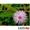 10 db Mimosa Pudica mag Ez a nvny egy Dl Amerikbl szrmaz virg malynek rdekessge hogy rintsre vagy nagy hvltozsra sszecsukja leveleit Nagyszer szobanvny s ltvnyossgnak sem utols