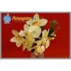 Orchidea Virgcsokor 43 cm