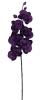 Orchidea Charming 77cm bbor