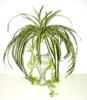 Mvirg mnvny SPIDER PLANT BOKOR 50 1234586