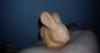 Elad Kermia nyuszi Olcsn elad playboy nyuszi pld