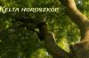 Mrleg a prod Ezekre szmts