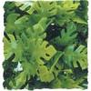Zoomed mnvny amazniai phyllodendron 36cm
