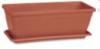 Balkonlda Primula manyag altt terracotta sznben 20 30 cm