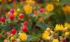 Hypericum inodorum Rheingold Bogys orbncf