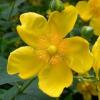 Hypericum patulum Hidcote Srga virg orbncf