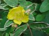 Hypericum x moserianum Tricolor Rzsaszn tarka level orbncf