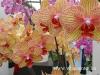Orchidea polsa otthon