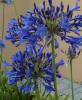 Agapanthus africanus Szerelem virg kk s fehr sznben