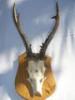 z agancs elad Talp 15 cm szles 22 cm magas Agancs 22 cm ra 12000 36309551260